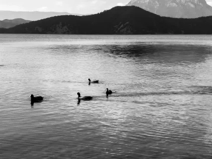 Casino Midas Farsímaforrit